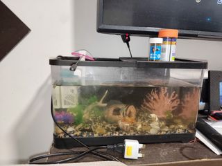 (Category: ) located in . Submitted by 8thbaam (Listing ID 1348377956, Image 1). Description: .