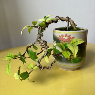 (Category: ) located in . Submitted by bonsai_in_palm (Listing ID 1348285156, Image 1). Description: .