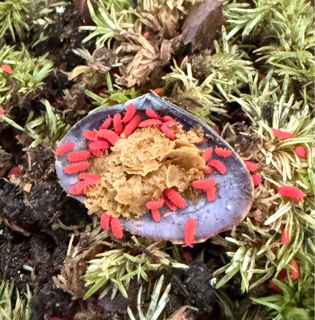 Red Gummy Springtails 70 Cents, Pet Supplies, Pet Food on Carousell