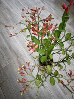 (Category: ) located in . Submitted by plantsman (Listing ID 1345008237, Image 1). Description: .