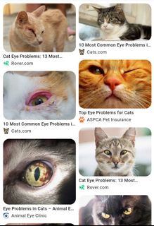 (Category: ) located in . Submitted by petstyle888 (Listing ID 1344997416, Image 1). Description: .