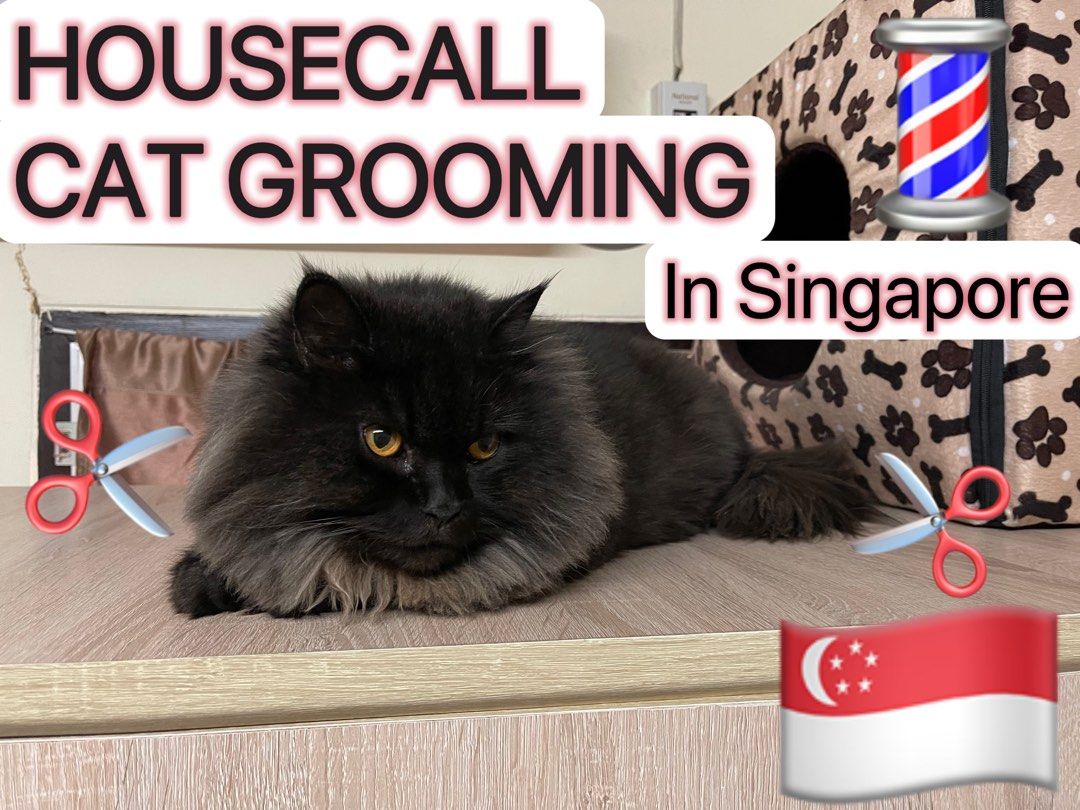 Housecall Cat Grooming in Singapore (Category: Health & Grooming) located in Singapore. Submitted by pet_grooming_sg (Listing ID 1344983015, Image 1). Description: House Call Cat Grooming in Singapore Interested can call for quotation Express Grooming - $35 Nail Clipping, Ear & Eye Cleaning, Fur Brushing, Paw Pad & Sanitary Area Shaving Basic Grooming - $50 Nail Clipping, Ear & Eye Cleaning, Fur Brushing, Paw Pad & Sanitary Area Shaving, Shower &