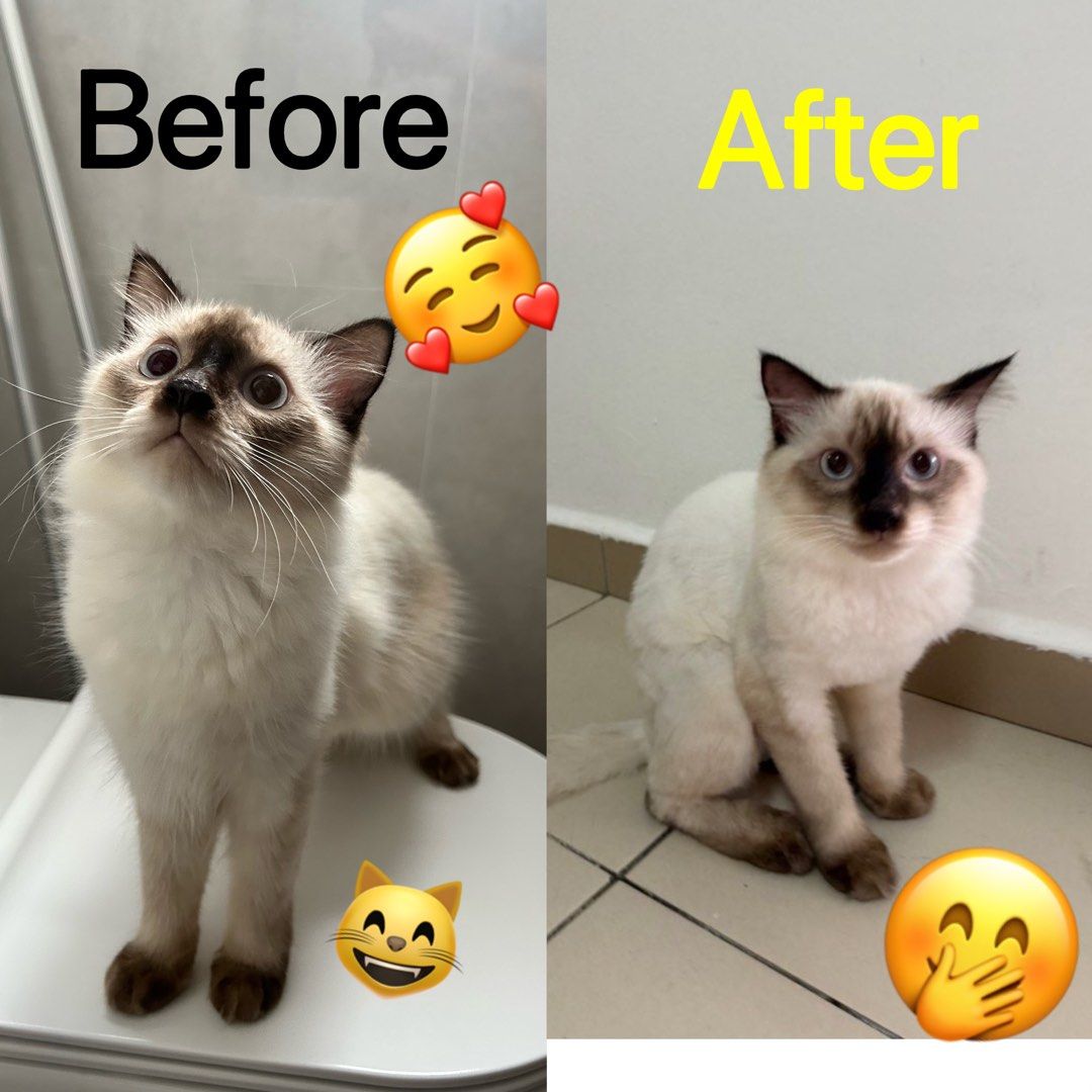 Housecall Cat Grooming in Singapore (Category: Health & Grooming) located in Singapore. Submitted by pet_grooming_sg (Listing ID 1344983015, Image 3). Description: House Call Cat Grooming in Singapore Interested can call for quotation Express Grooming - $35 Nail Clipping, Ear & Eye Cleaning, Fur Brushing, Paw Pad & Sanitary Area Shaving Basic Grooming - $50 Nail Clipping, Ear & Eye Cleaning, Fur Brushing, Paw Pad & Sanitary Area Shaving, Shower &