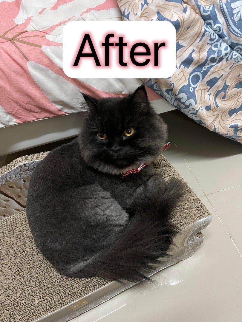 Housecall Cat Grooming in Singapore (Category: Health & Grooming) located in Singapore. Submitted by pet_grooming_sg (Listing ID 1344983015, Image 2). Description: House Call Cat Grooming in Singapore Interested can call for quotation Express Grooming - $35 Nail Clipping, Ear & Eye Cleaning, Fur Brushing, Paw Pad & Sanitary Area Shaving Basic Grooming - $50 Nail Clipping, Ear & Eye Cleaning, Fur Brushing, Paw Pad & Sanitary Area Shaving, Shower &