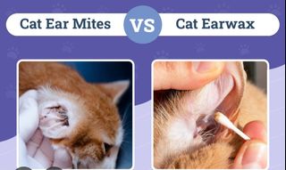 (Category: ) located in . Submitted by petstyle888 (Listing ID 1344980271, Image 1). Description: .
