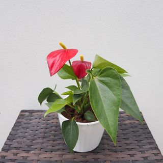 (Category: ) located in . Submitted by oddplantsonly (Listing ID 1348487017, Image 1). Description: .