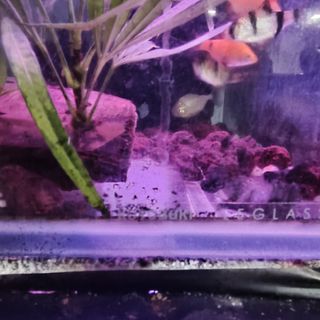 (Category: ) located in . Submitted by lawrencewee77 (Listing ID 1348744824, Image 1). Description: .