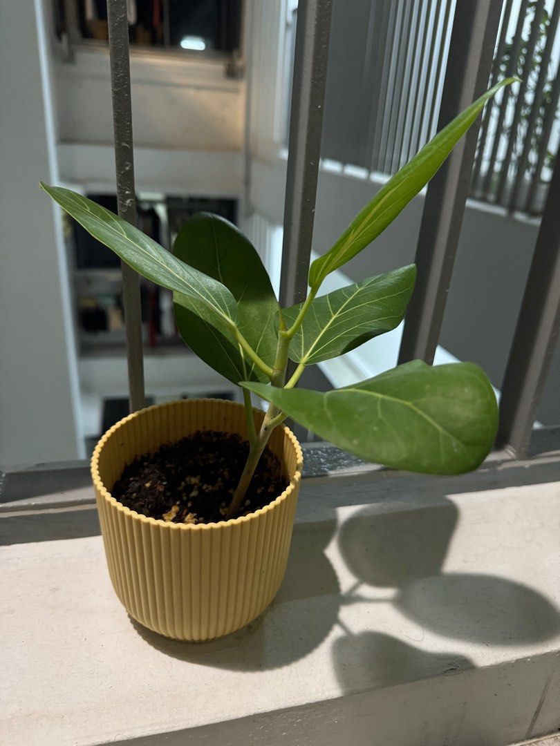 Ficus audrey (Category: Plants & Seeds) located in Singapore. Submitted by bombommcha (Listing ID 1348767913, Image 3). Description: Selling 3 different pot of ficus audrey. 18$ for each pot.
