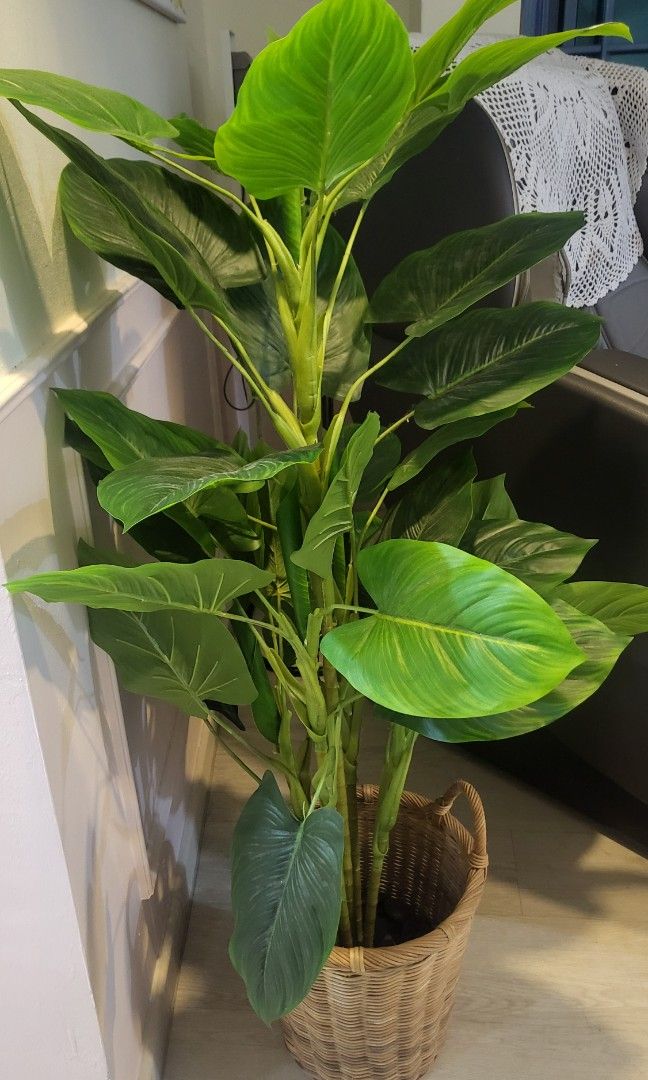Plant