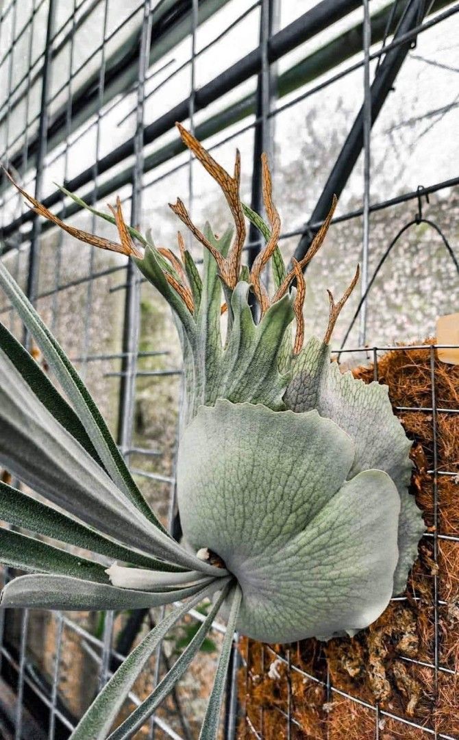 Platycerium veitchii 'Auburn River', Furniture & Home Living