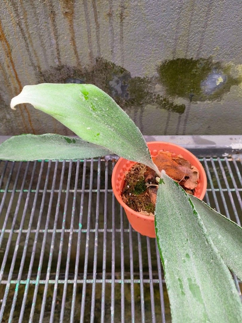Platycerium veitchii 'Auburn River', Furniture & Home Living
