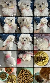 （分類：）位於 。 由 manyuenl 提交（商品編號 1348910739，圖片 1）。簡介： 。