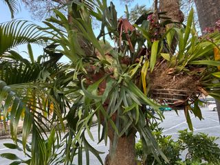 （分類：）位於 。 由 eddietsangks 提交（商品編號 1348821666，圖片 1）。簡介： 。