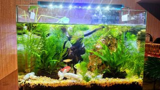(Category: ) located in . Submitted by ashahoe (Listing ID 1348966424, Image 1). Description: .