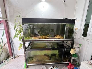 (Category: ) located in . Submitted by plantstuff (Listing ID 1348932445, Image 1). Description: .