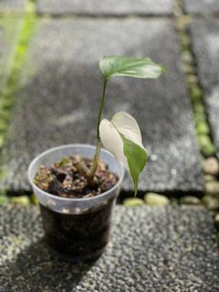 (Category: ) located in . Submitted by hortibotany (Listing ID 1348872168, Image 1). Description: .