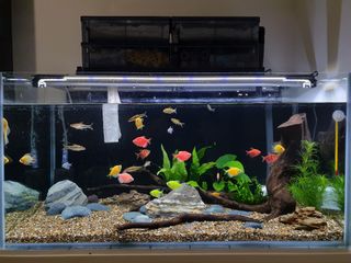 (Category: ) located in . Submitted by wayne5807 (Listing ID 1349067077, Image 1). Description: .
