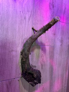 (Category: ) located in . Submitted by natureisagift (Listing ID 1349100738, Image 1). Description: .