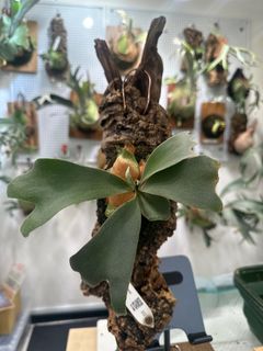 Platycerium - P.Willinckii cv. Sailor Saturn, Furniture