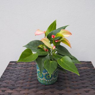 (Category: ) located in . Submitted by oddplantsonly (Listing ID 1349094754, Image 1). Description: .