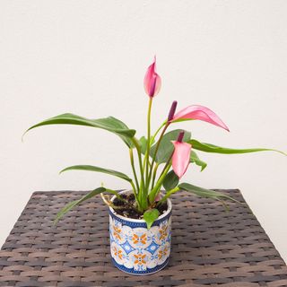 (Category: ) located in . Submitted by oddplantsonly (Listing ID 1349096276, Image 1). Description: .