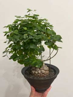（分類：）位於 。 由 hei_stuff 提交（商品編號 1349272421，圖片 1）。簡介： 。