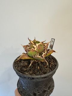 （分類：）位於 。 由 hei_stuff 提交（商品編號 1349257034，圖片 1）。簡介： 。