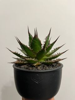 （分類：）位於 。 由 hei_stuff 提交（商品編號 1349280216，圖片 1）。簡介： 。