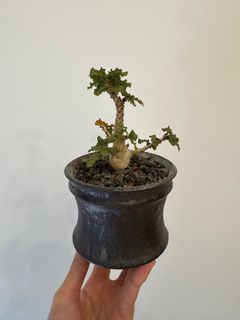 （分類：）位於 。 由 hei_stuff 提交（商品編號 1349317160，圖片 1）。簡介： 。