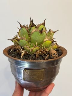 （分類：）位於 。 由 hei_stuff 提交（商品編號 1349271822，圖片 1）。簡介： 。
