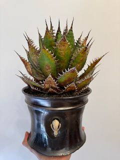 （分類：）位於 。 由 hei_stuff 提交（商品編號 1349253793，圖片 1）。簡介： 。