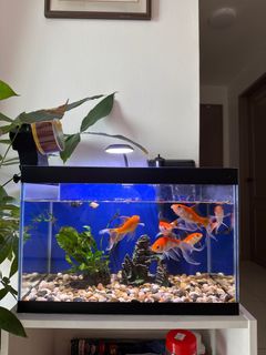 (Category: ) located in . Submitted by kennyleech (Listing ID 1349244513, Image 1). Description: .
