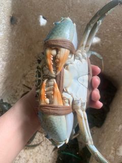 (Category: ) located in . Submitted by Crabhuntersg (Listing ID 1201440114, Image 1). Description: .