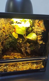 (Category: ) located in . Submitted by mureh2 (Listing ID 1349344281, Image 1). Description: .