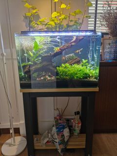 (Category: ) located in . Submitted by hewobellahere.1 (Listing ID 1349368829, Image 1). Description: .