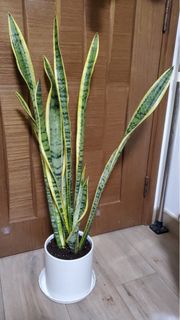 （分類：）位於 。 由 cherrie918 提交（商品編號 1349551500，圖片 1）。簡介： 。