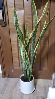 （分類：）位於 。 由 cherrie918 提交（商品編號 1349551534，圖片 1）。簡介： 。