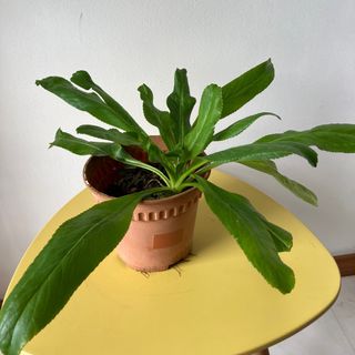 (Category: ) located in . Submitted by bonsai_in_palm (Listing ID 1349426777, Image 1). Description: .