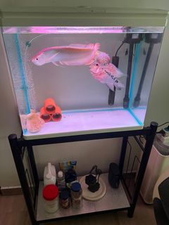 (Category: ) located in . Submitted by chloesc (Listing ID 1349400773, Image 1). Description: .