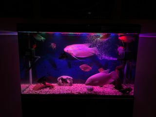 (Category: ) located in . Submitted by coocumba (Listing ID 1349552348, Image 1). Description: .