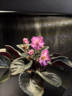 （分類：）位於 。 由 cc_agave 提交（商品編號 1349683568，圖片 1）。簡介： 。