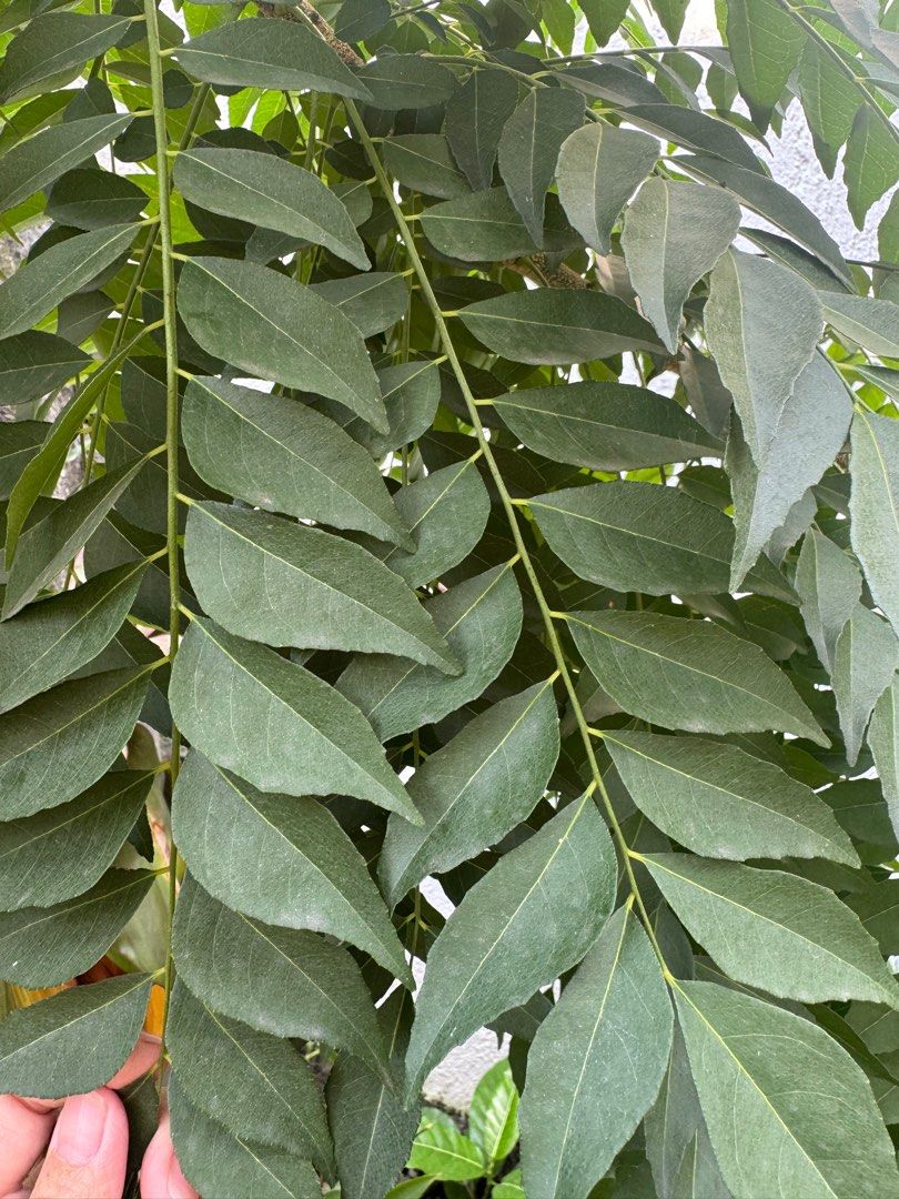 Curry Leaves (fresh) (Category: Spice & Seasoning) located in Marikina City. Submitted by lookitsnica (Listing ID 1349611373, Image 2). Description: Curry Leaves fresh. Ginagamit sa Ceral Prawn, Salted egg chicken. ₱80 per 100gram. .