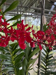 (Category: ) located in . Submitted by gardenfunfarm (Listing ID 1349876005, Image 1). Description: .