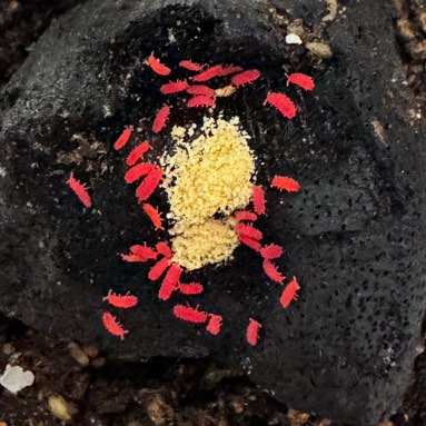 Red Springtails from $0.40 each, Furniture & Home Living, Gardening ...