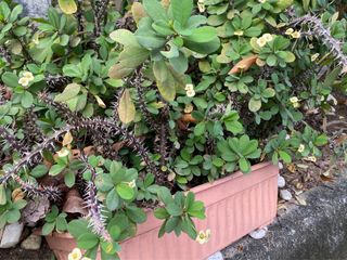 (Category: ) located in . Submitted by mono_chrome (Listing ID 1349750982, Image 1). Description: .