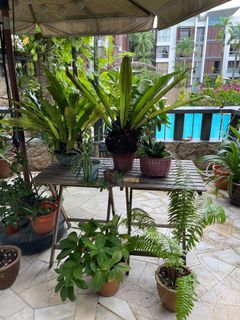 (Category: ) located in . Submitted by tehlee (Listing ID 1349991890, Image 1). Description: .