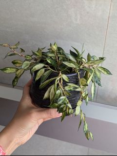 （分類：）位於 。 由 platyanthurium 提交（商品編號 1345162090，圖片 1）。簡介： 。