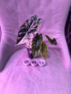 (Category: ) located in . Submitted by aroid.enthu (Listing ID 1345287383, Image 1). Description: .