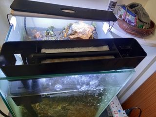 (Category: ) located in . Submitted by swiftturtle_ecff7e (Listing ID 1345139908, Image 1). Description: .