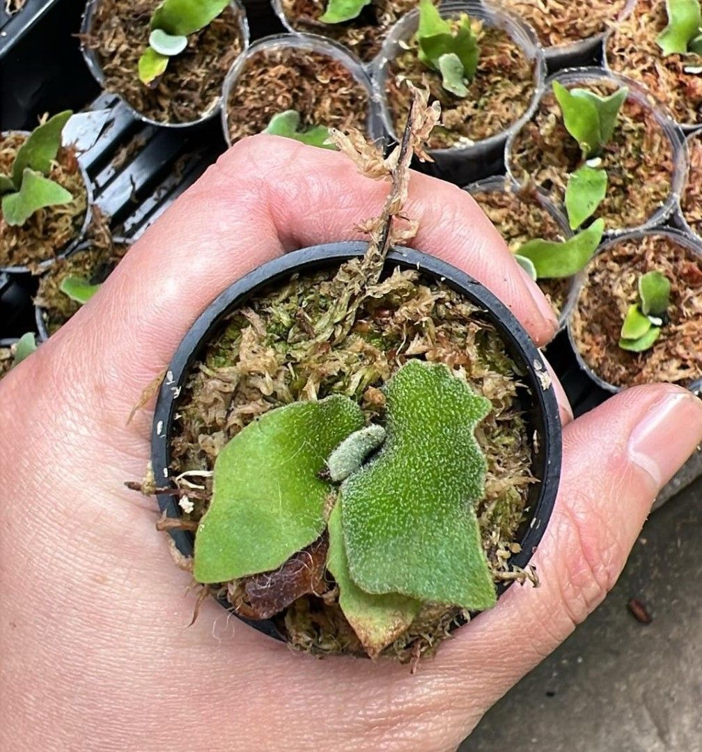 Platycerium Willinckii 